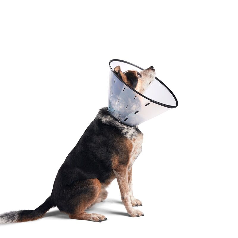 Dogswell Remedy + Recovery Pet First Aid Clear Rigid E-Collar, Large