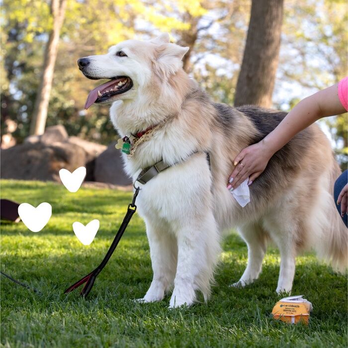 EarthBath Oatmeal & Aloe Grooming Wipes, 100-Pk