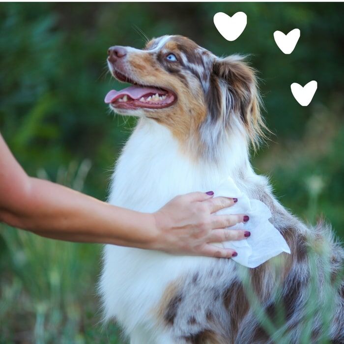 Earthbath Green Tea & Awapuhi Grooming Wipes, 100-Ct