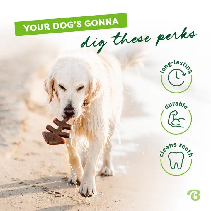 Benebone Tiny Jack Salmon Fishbone Dog Chew Toy, 2-Pk