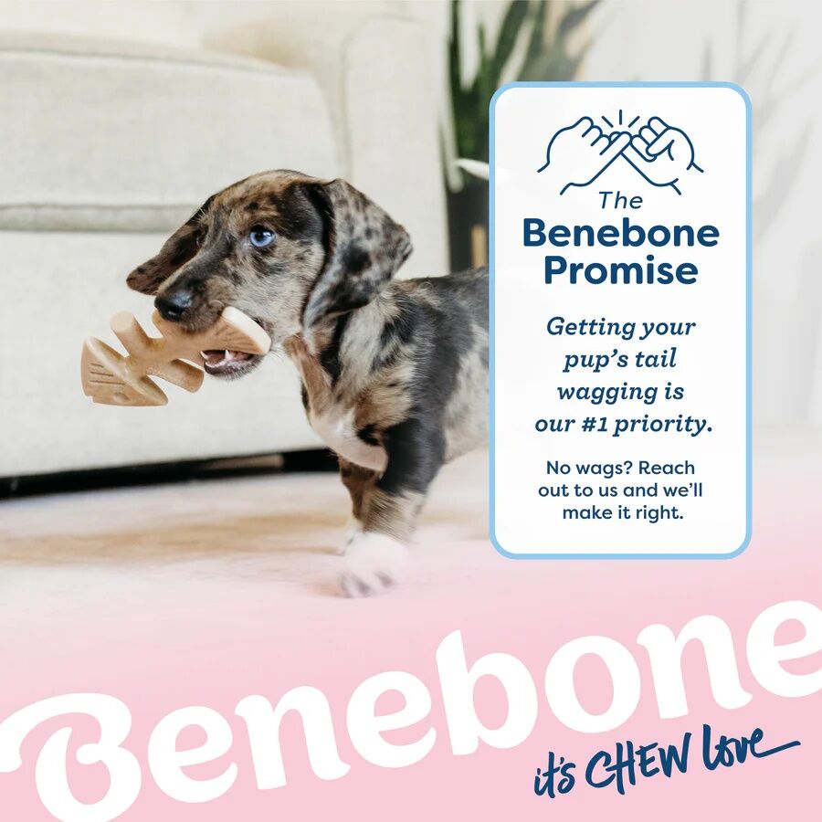 Benebone Jack Salmon Puppy Fishbone Chew Toy, 2-Pk