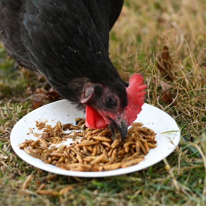 Happy Hen Grub Frenzy Black Soldier Fly Larvae Chicken Treat, 30-Oz