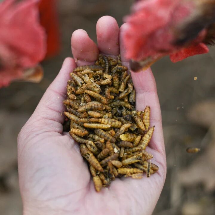 Happy Hen Grub Frenzy Black Soldier Fly Larvae Chicken Treat, 5-Lb
