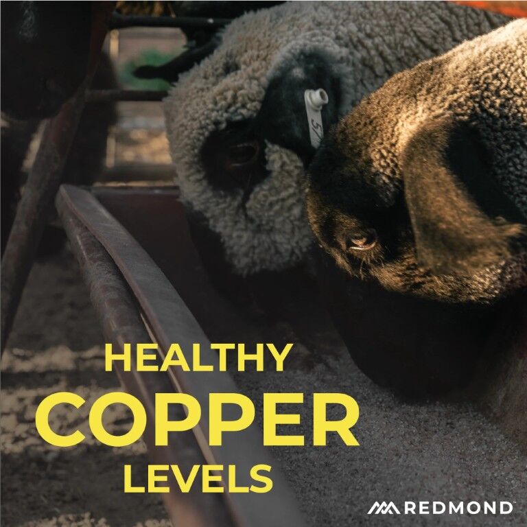 Redmond Sheep Mineral, 5-Lb