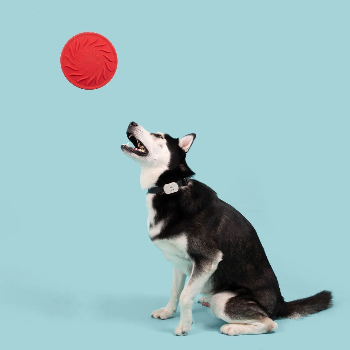 Jolly Pets Jolly Tuff Flyer Dog Toy, 8.5-In