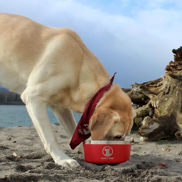 Lucky Dog Indulge 5 Black Double Wall Stainless Steel Dog Bowl, 40-Oz