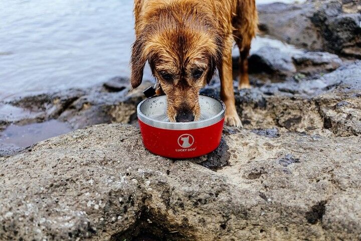 Lucky Dog Indulge 5 Black Double Wall Stainless Steel Dog Bowl, 40-Oz