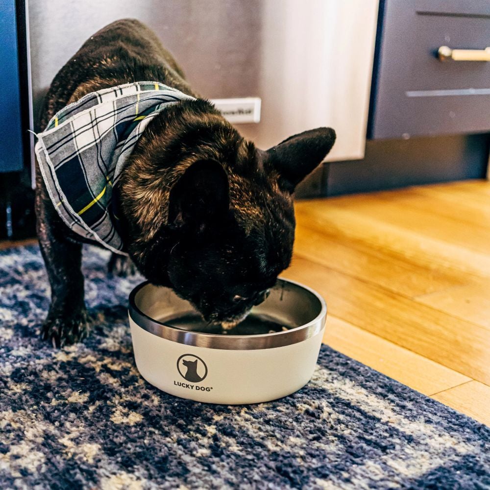 Lucky Dog INDULGE 5 Double Wall Stainless Steel Tahitian Sand Dog Bowl, 40-Oz