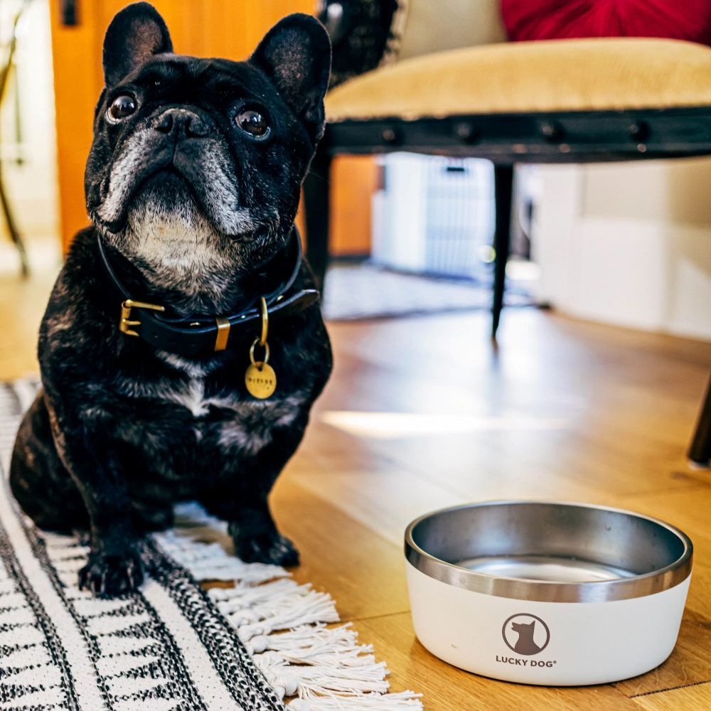 Lucky Dog INDULGE 5 Double Wall Stainless Steel Tahitian Sand Dog Bowl, 40-Oz