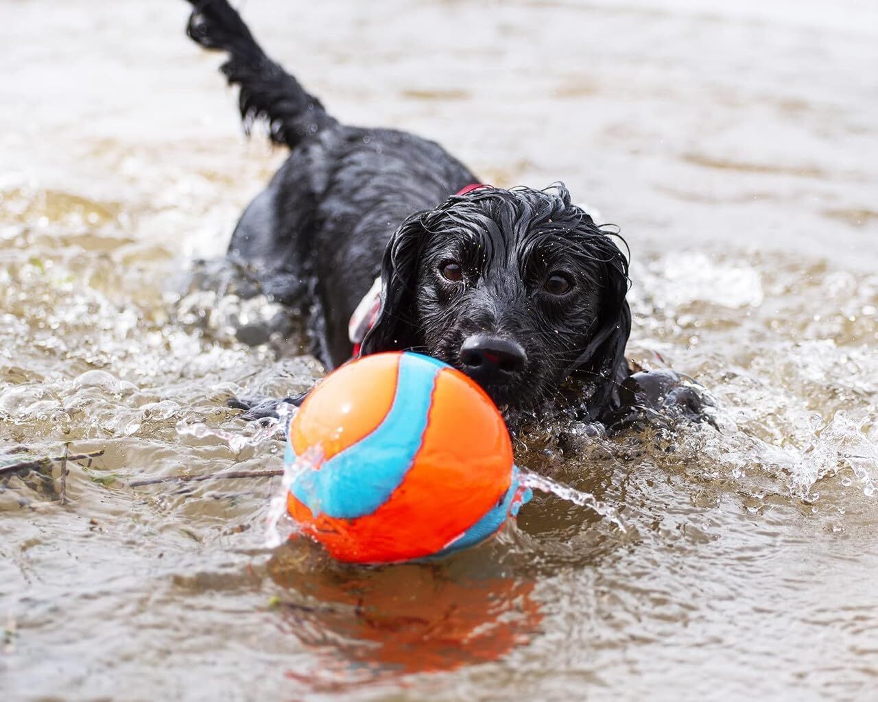 Chuckit! Amphibious Mega Ball Dog Toy