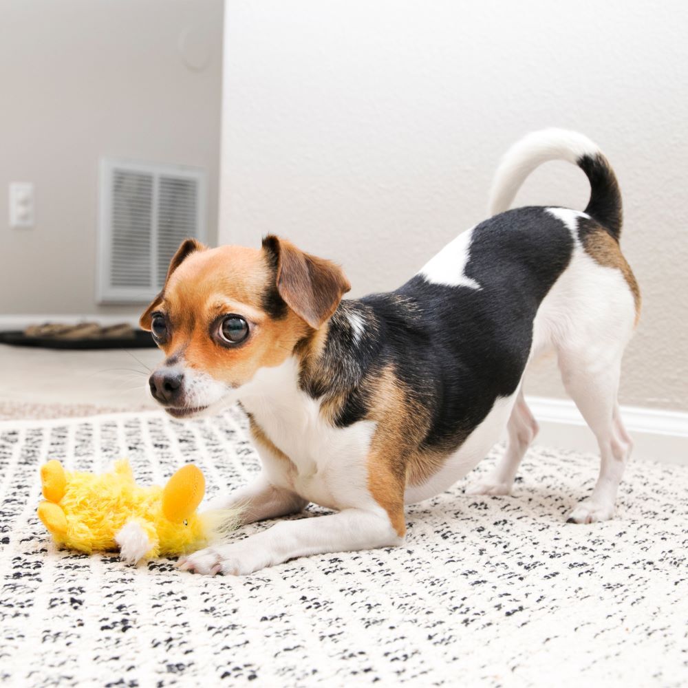 KONG Small Dr. Noyz Duck Dog Toy