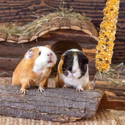 Vitakraft Crunch Sticks Guinea Pig Treat Fruit & Honey Flavor, 3.5-Oz