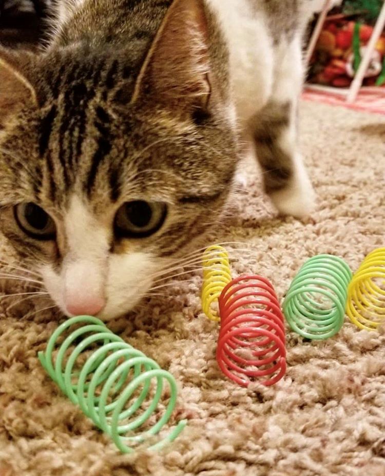 SPOT Colorful Thin Springs, 10-Pk