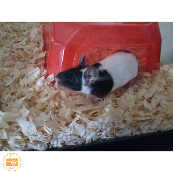 Sunseed Shredded Aspen Bedding For Small Animals & Reptiles, 1200-Cu In