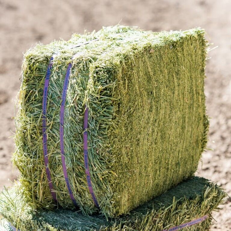 Standlee Premium Western Forage Alfalfa Compressed Hay Bale, 50-Lb