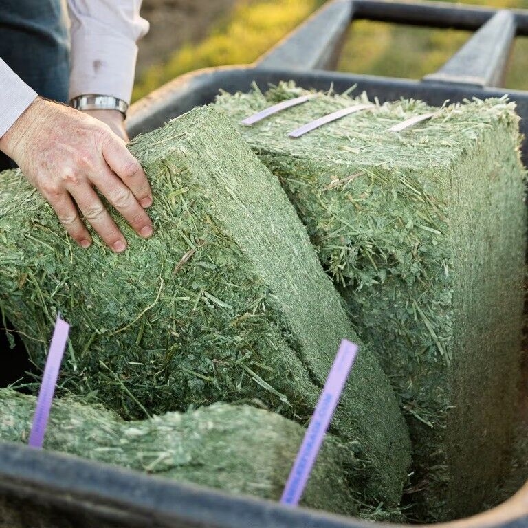 Standlee Premium Western Forage Alfalfa Compressed Hay Bale, 50-Lb