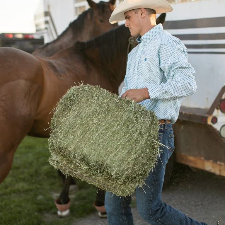 Standlee Premium Western Forage Alfalfa Compressed Hay Bale, 50-Lb