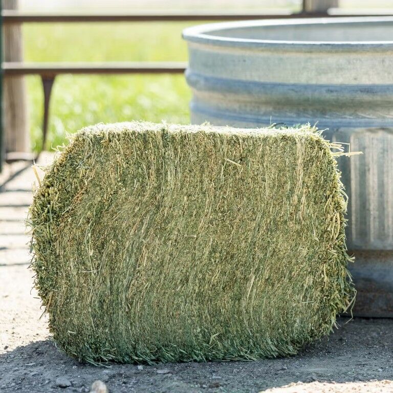 Standlee Premium Western Forage Alfalfa Compressed Hay Bale, 50-Lb