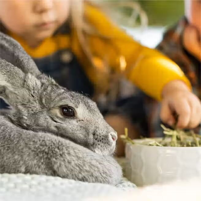 Standlee PremiYum Western Timothy Small Animal Hay, 18-Oz