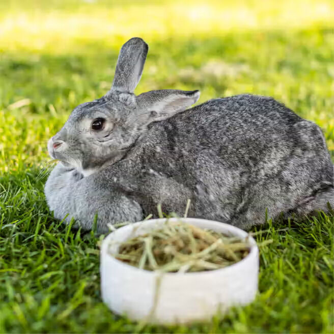 Standlee PremiYum Western Timothy Small Animal Hay, 48-Oz