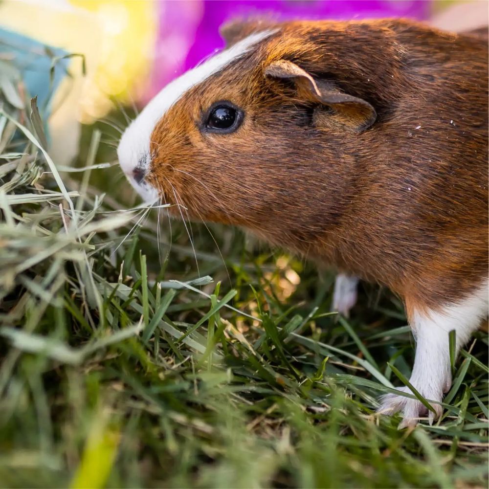 Standlee PremiYum Western Orchard Grass Small Animal Hay, 48-Oz