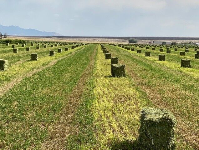 Baker Ranches Orchard Alfalfa Hay Mix 3 String, 110-Lb