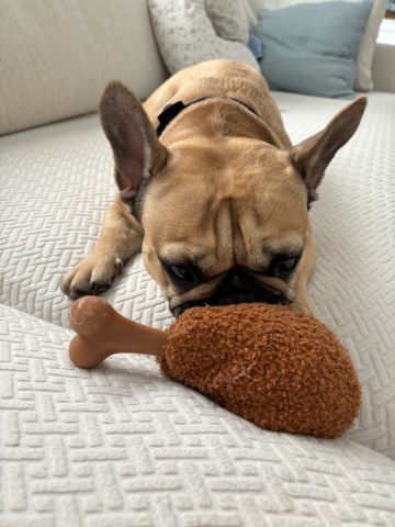 Territory Chicken Bone 2-in-1 Dog Toy