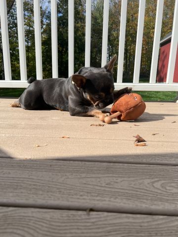 Territory Ham Bone 2-in-1 Dog Toy