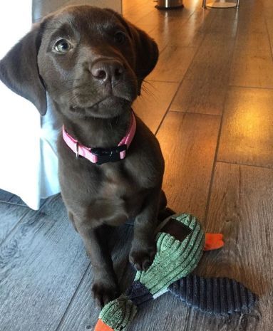 Tall Tails Plush Duck with Squeaker Dog Toy