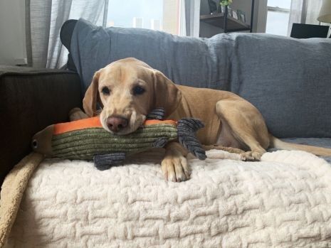 Tall Tails Plush Fish with Squeaker Dog Toy