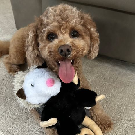 Tail Tails Possum Rope Body Dog Toy