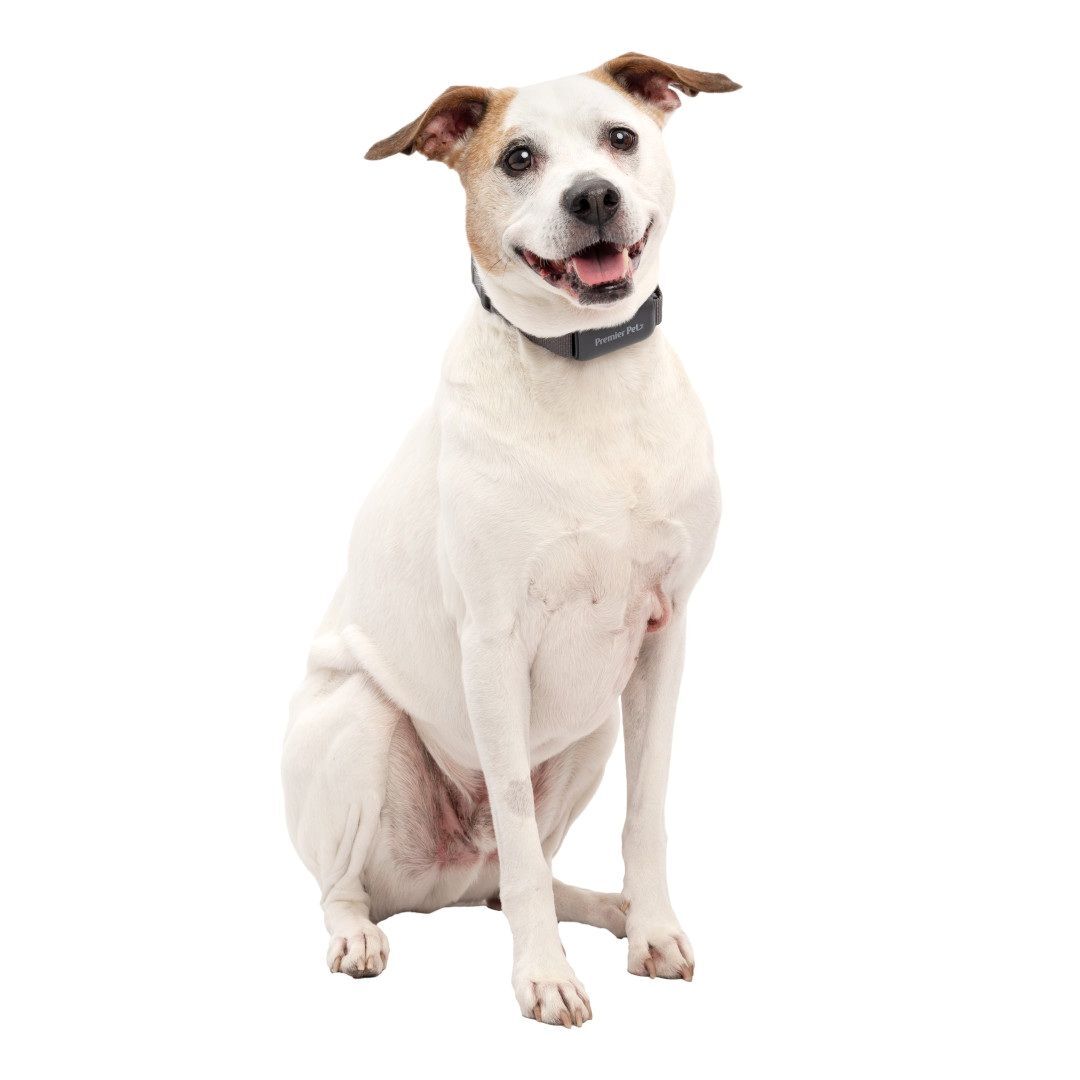 Premier Pet Dog Trainer With Rechargeable Battery, 1000-Ft