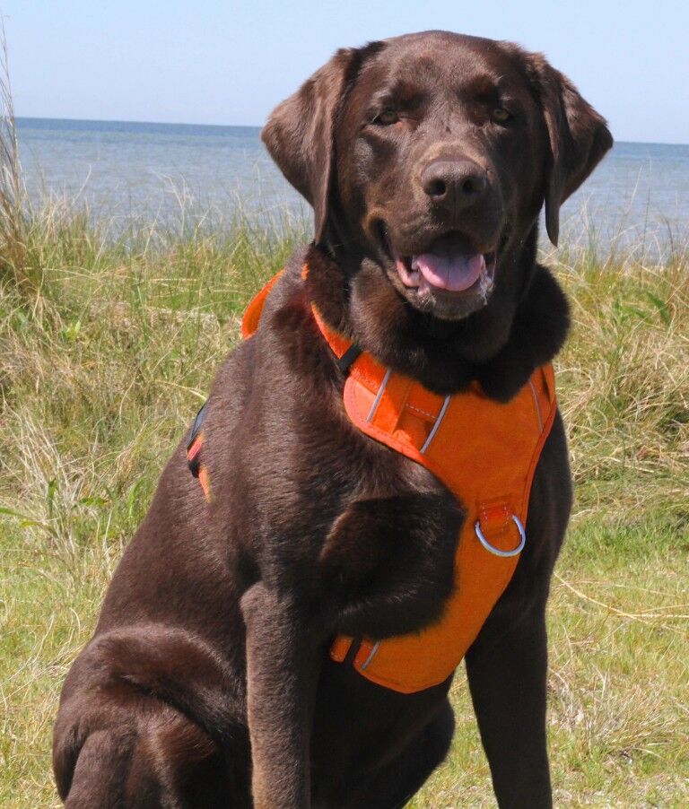 Baydog Chesapeake Bay Orange Dog Harness, Large