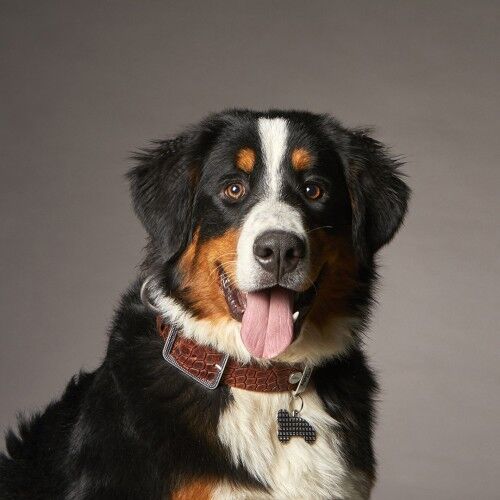 MyFamily Bronx Big Bone with Studs ID Tag in Silver