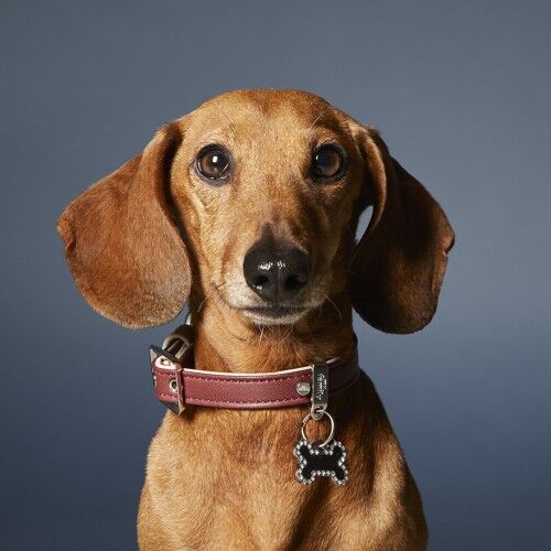 MyFamily Glam Small Bone Black ID Tag with Rhinestones 