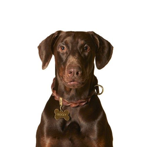 MyFamily Basic Big Bone ID Tag in Gold-Plated Brass