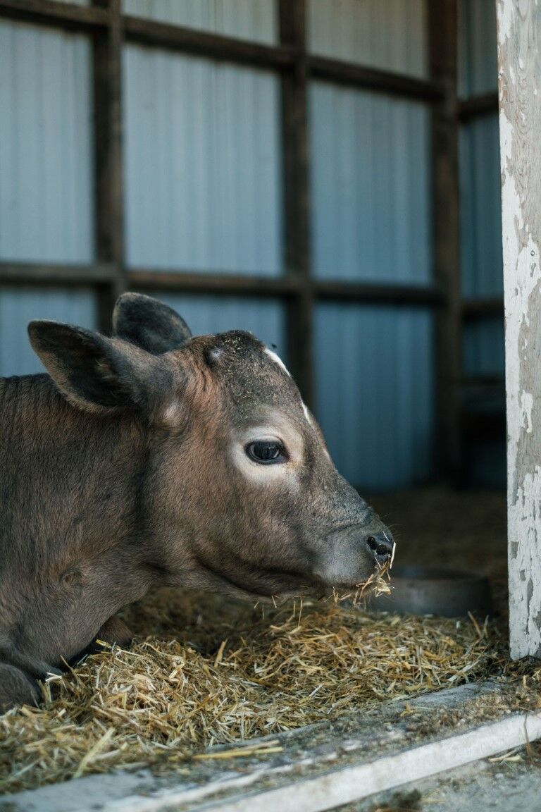 HealthiStraw FarmStraw Coarse Premium Animal Bedding, 12-Cu Ft