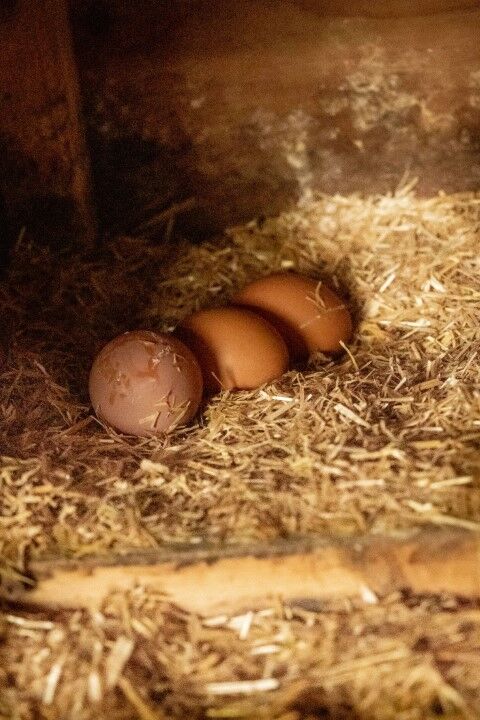 HealthiStraw FarmStraw Fine Premium Animal Bedding, 12-Cu Ft