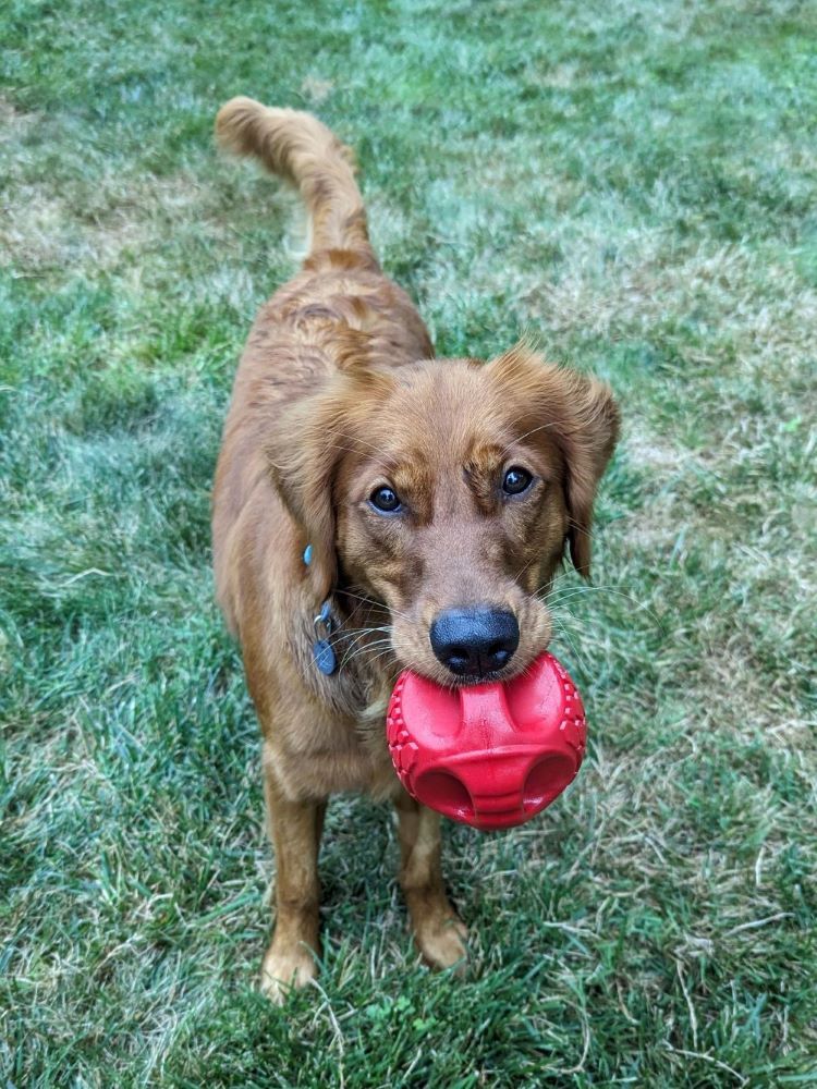 N-Gage Regular Red Hydro Handler