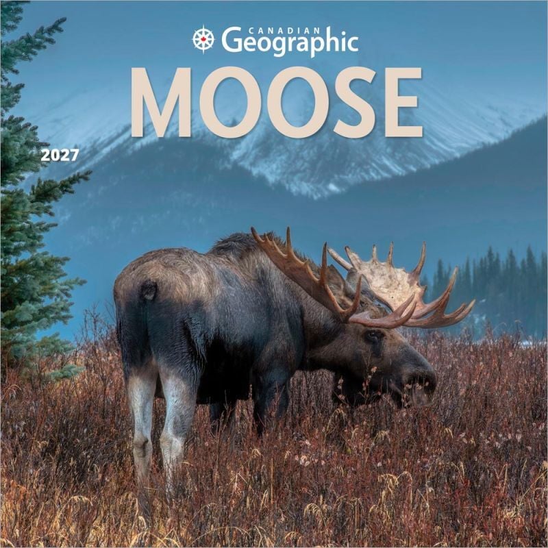 Brown Trout Publishers Canadian Geographic Moose 2027 Monthly Calendar, 12 in. x 24 in.