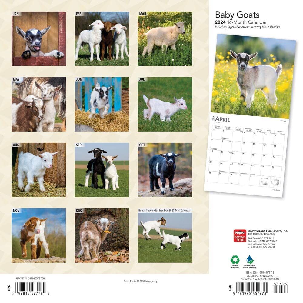 Brown Trout Publisher 2024 Baby Goats Monthly Square Wall Calendar, 12-In x 24-In