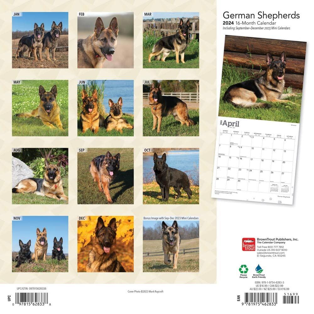 Brown Trout Publisher 2024 German Shepherds Monthly Square Wall Calendar, 12-In x 24-In