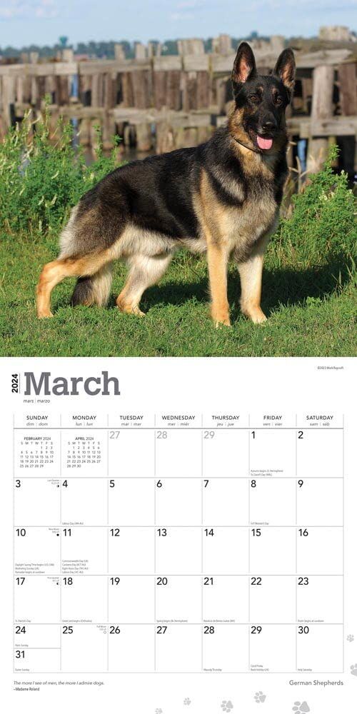 Brown Trout Publisher 2024 German Shepherds Monthly Square Wall Calendar, 12-In x 24-In