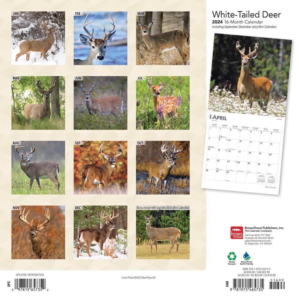 Brown Trout Publisher 2024 White Tailed Deer Monthly Square Wall Calendar, 12-In x 24-In
