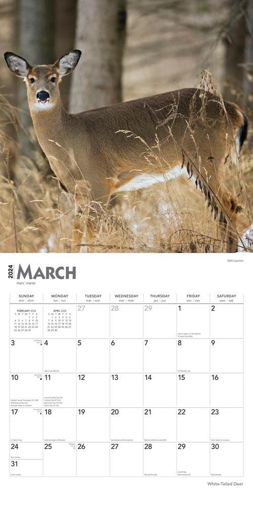 Brown Trout Publisher 2024 White Tailed Deer Monthly Square Wall Calendar, 12-In x 24-In