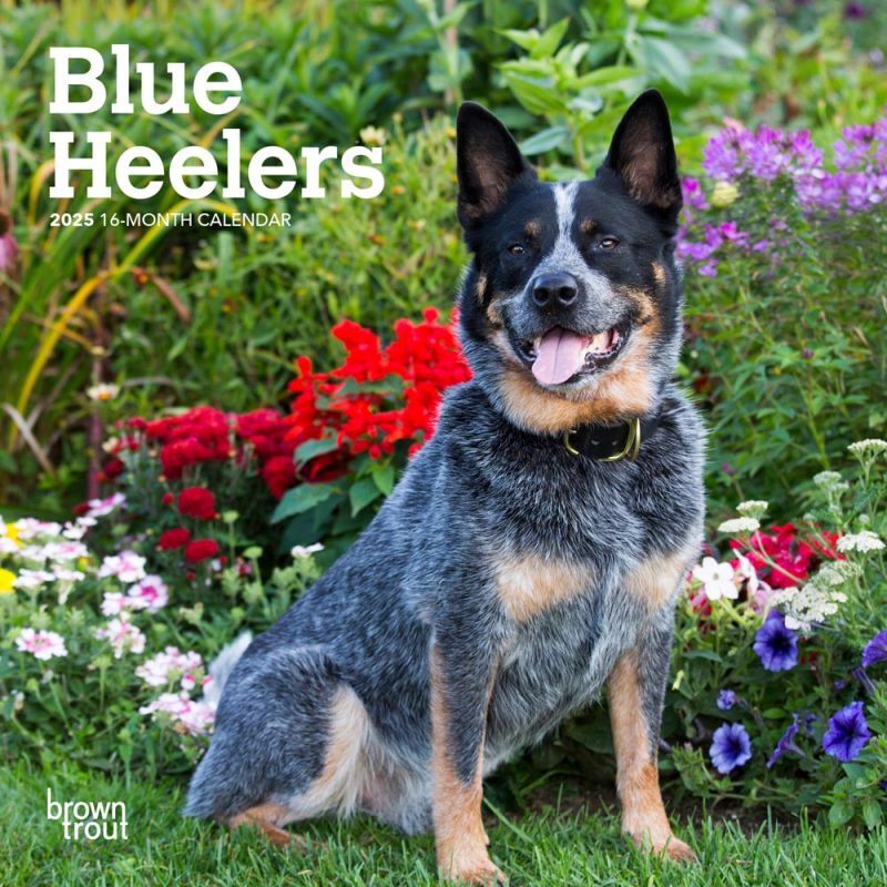 Brown Trout Publisher 2025 Blue Heelers Monthly Mini Wall Calendar, 7-In x 14-In