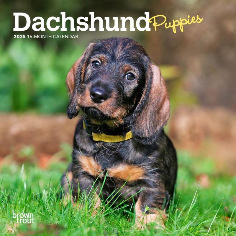 Brown Trout Publisher 2025 Dachshunds Puppies Monthly Mini Wall Calendar, 7-In x 14-In