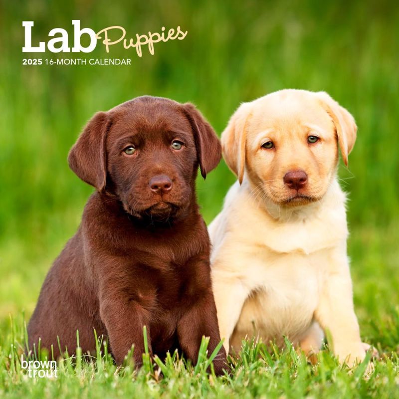 Brown Trout Publisher 2025 Lab Puppies Monthly Mini Wall Calendar, 7-In x 14-In