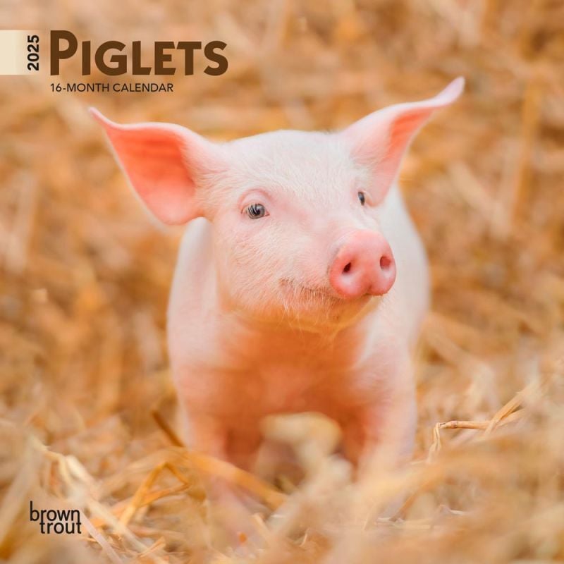 Brown Trout Publisher 2025 Piglets Monthly Mini Wall Calendar, 7-In x 14-In