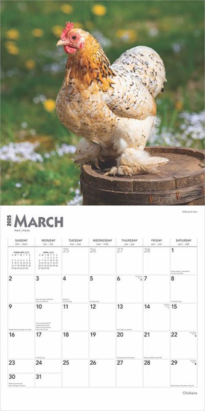 Brown Trout Publisher 2025 Chickens Monthly Square Wall Calendar, 12-In x 24-In